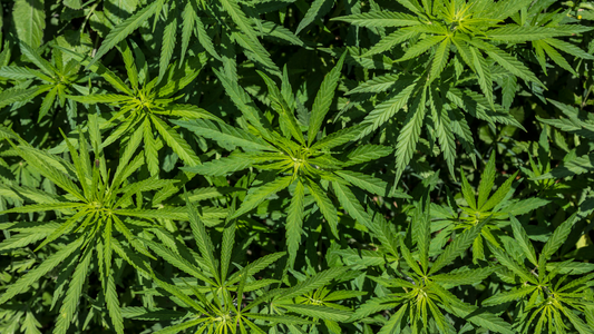 THCa: Breaking the Stigma – Separating Fact from Fiction