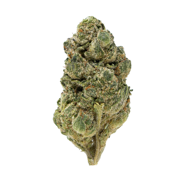 Flor de THCA de espectro dorado (parte superior) - Alien Cookies