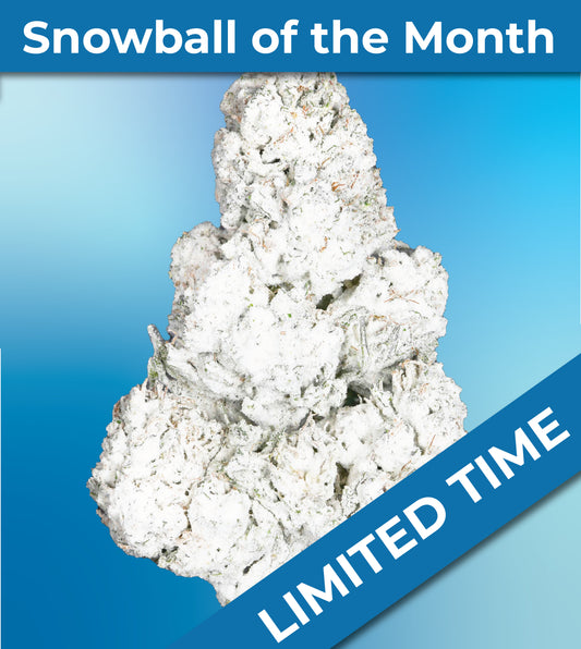Gold Spectrum THCA Flower - Snowball of the Month (Apple Fritter)