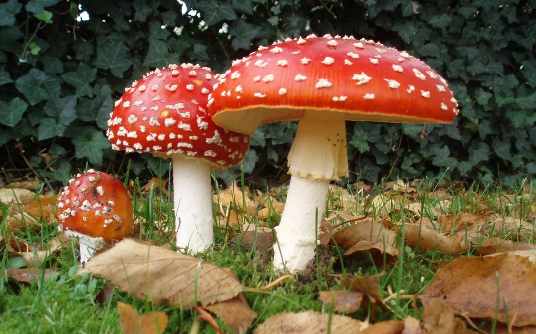The Amanita Muscaria Mushroom - All You Need to Know