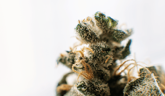 The Symphony of Nature: How Terpenes and Cannabinoids Work Together