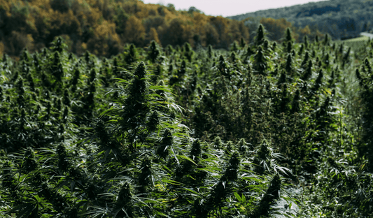 The Murky Waters of THCA: Examining Recent Developments in Tennessee's Hemp Industry