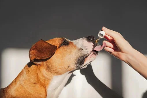 CBD Benefits for Pets