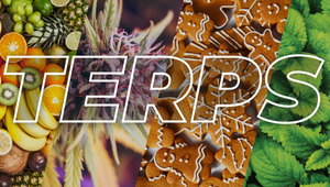 The Tantalizing Theater of Taste, Terpenes, and Technology.