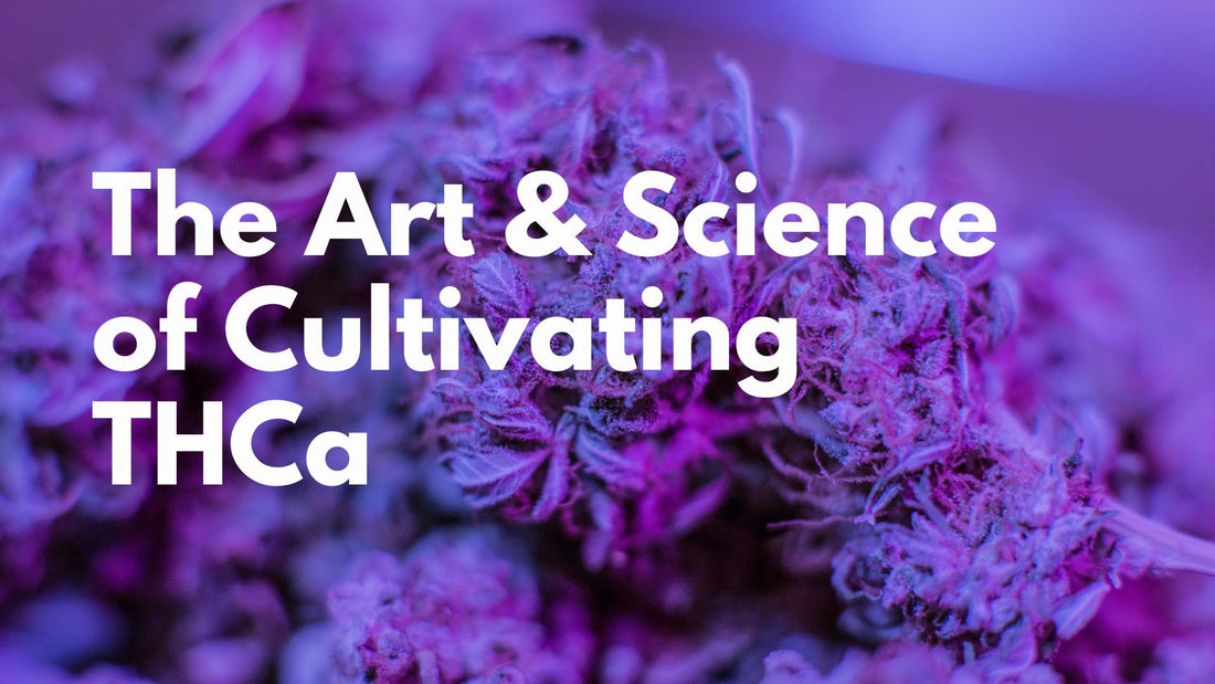 The Art and Science of Cultivating THCa: A Comprehensive Guide to Growing Tetrahydrocannabinolic Acid