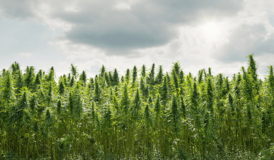 Navigating Legal Cannabis: A Beginner's Guide