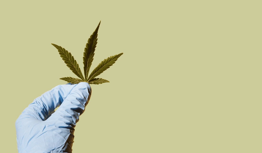 The Evolution of Cannabis Legalization: A State-by-State Overview
