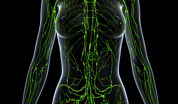 The Endocannabinoid System Demystified: How THCA Interacts