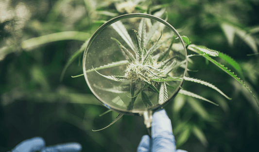 The Future of Cannabis Research: What's on the Horizon?