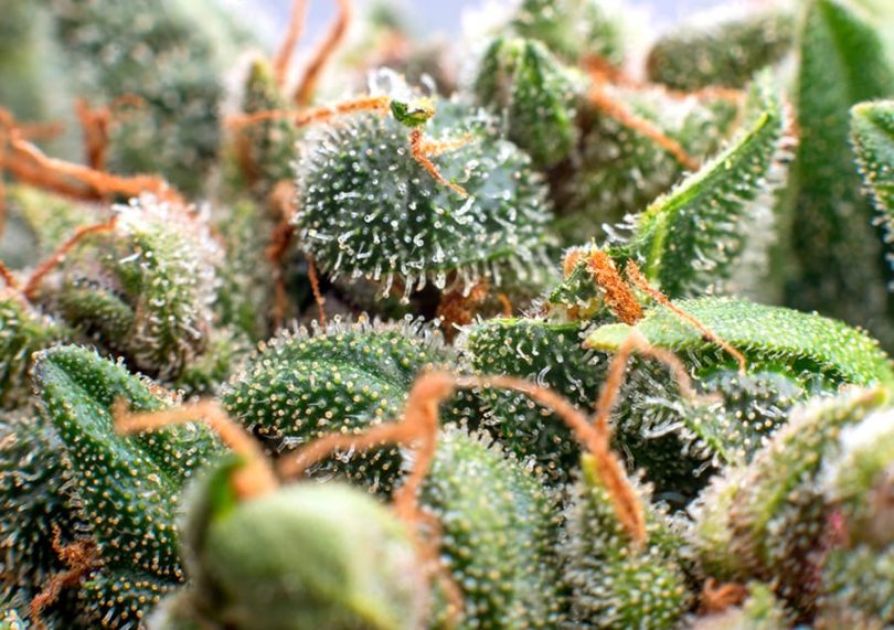 Terpenes - What You Need to Know