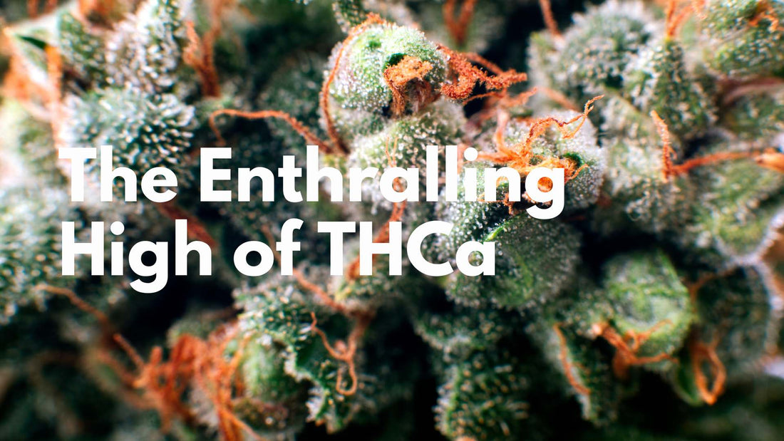 The Enthralling High of THCa: Unveiling the Transformation through Decarboxylation