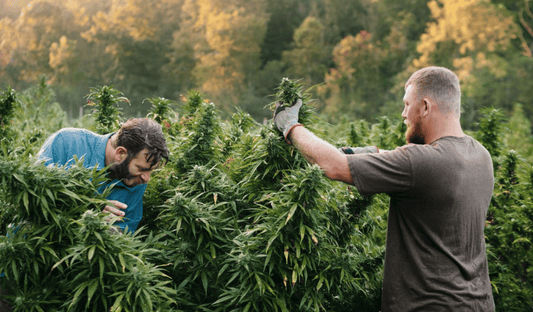 Exploring Tennessee's Evolving Hemp Policy