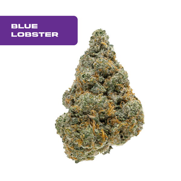 Gold Spectrum THCA Flower - Exotic Quality Strain of the Month