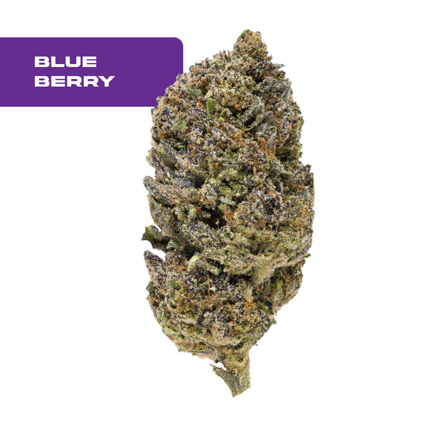 Gold Spectrum THCA Flower - Top Quality Strain of the Month