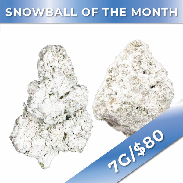 Gold Spectrum THCA Flower - Snowball of the Month