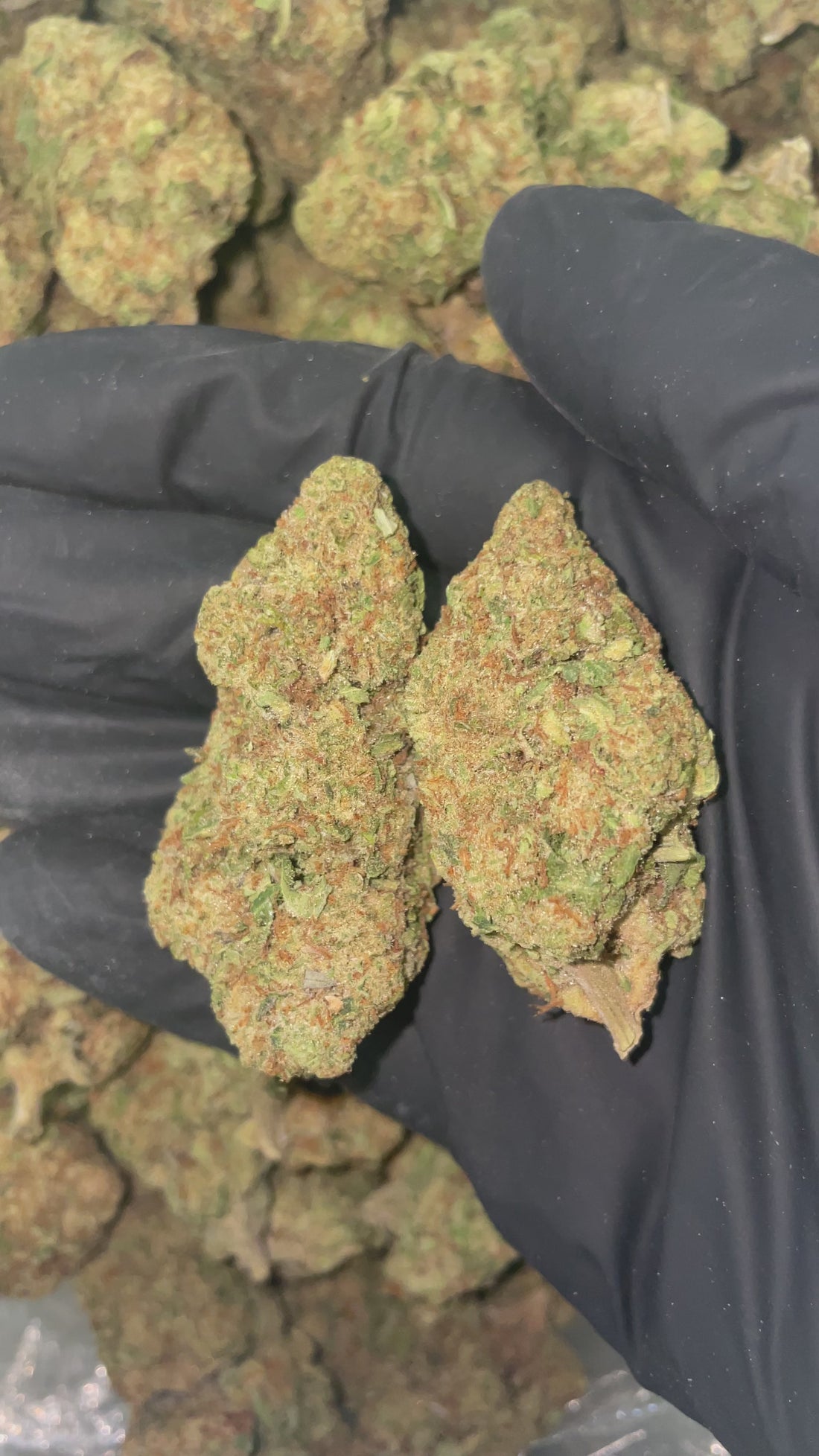 Peanut Butter Breath THCa Flower Gold Spectrum